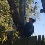 tree removal in Houston tx